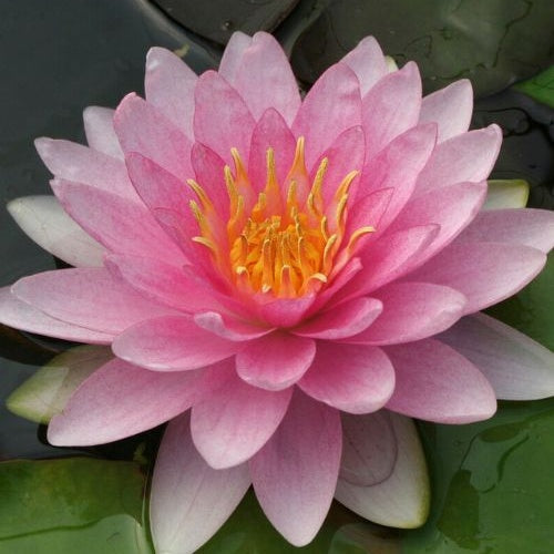  Nénuphar Hollandia