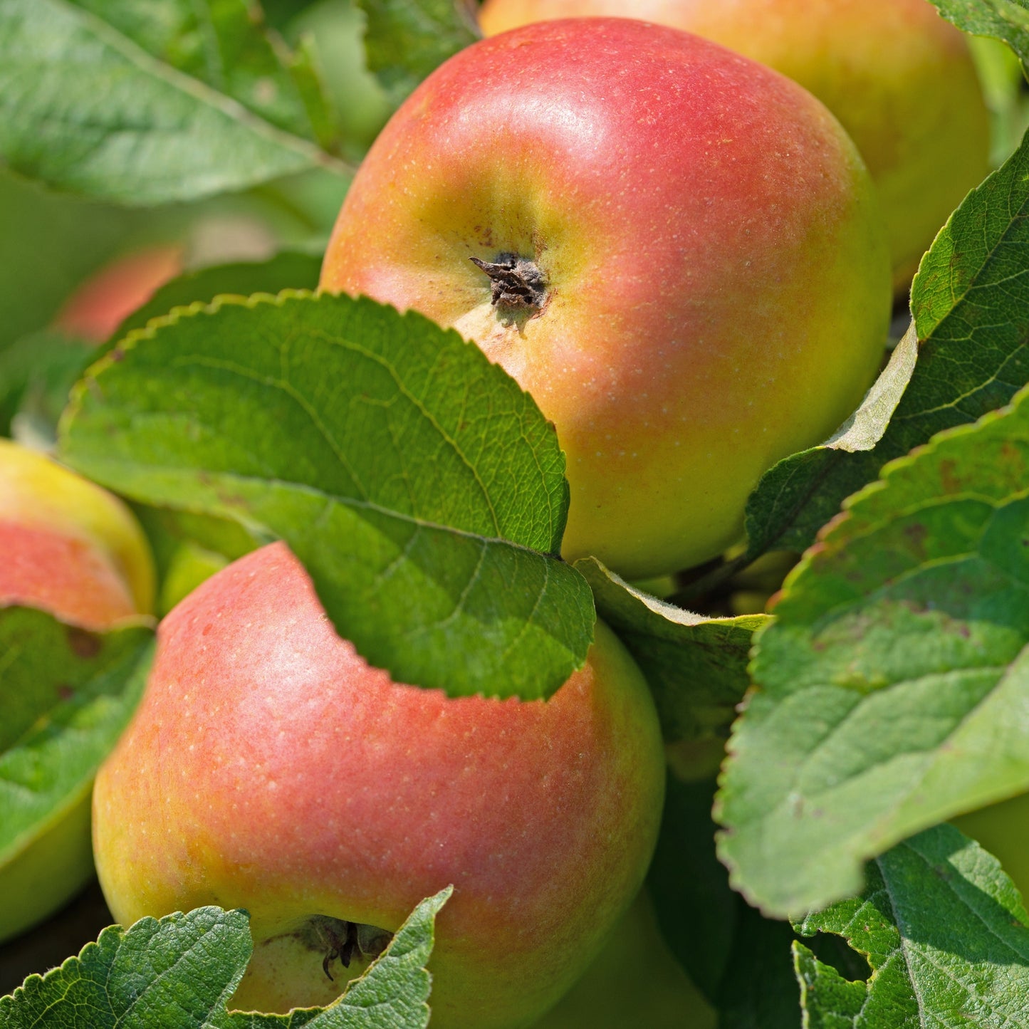  Pommier Reine Des Reinettes