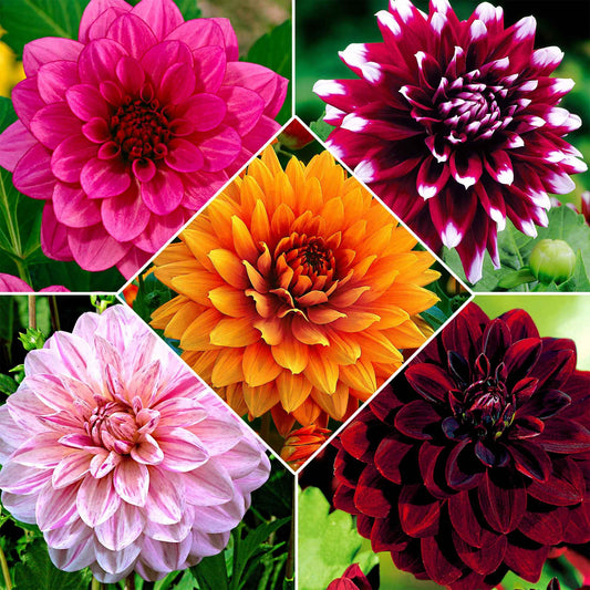  5 Dahlias à Grandes Fleurs En Mélange