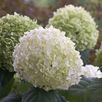  Hortensia Strong Annabelle