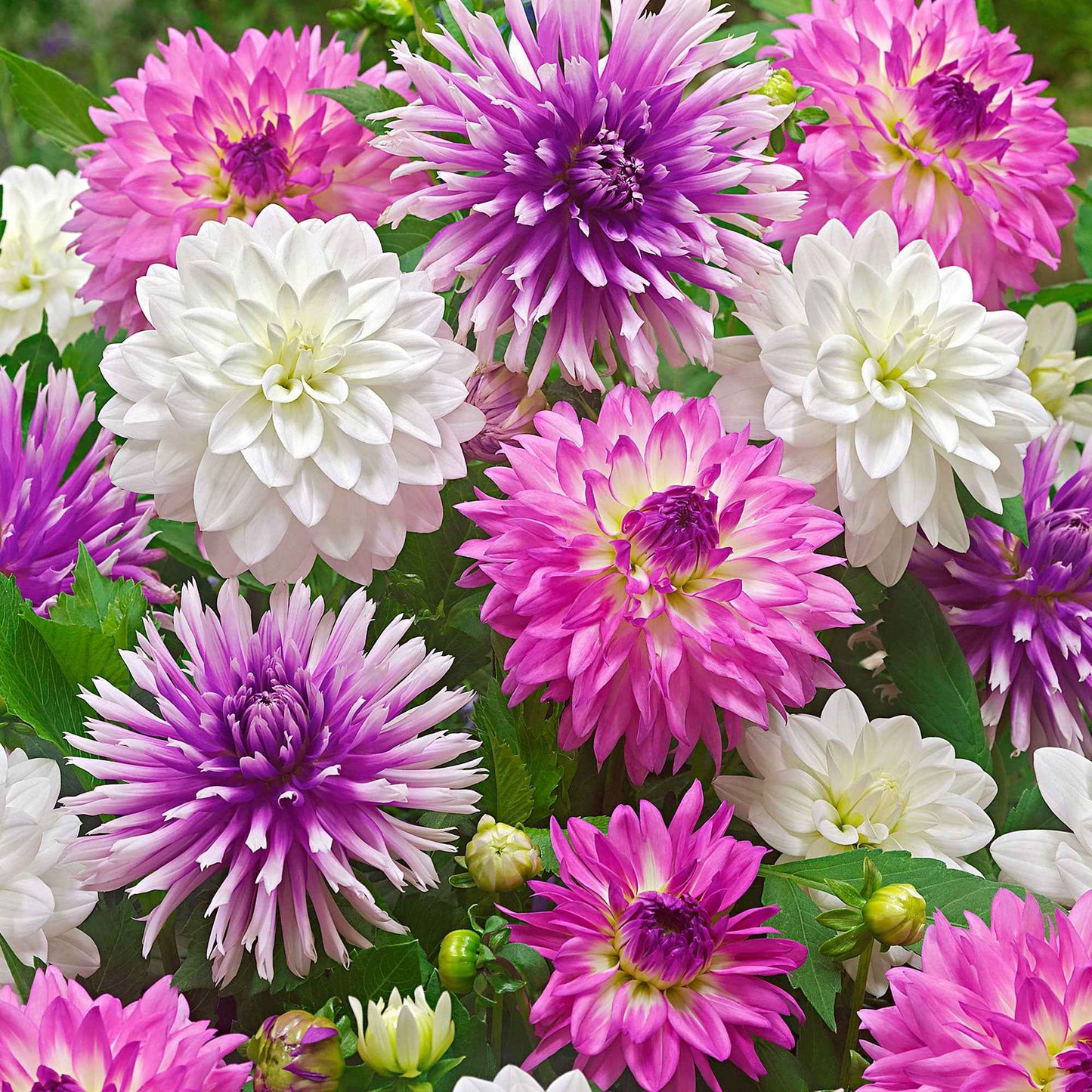  5 Dahlias All Summer Long En Mélange
