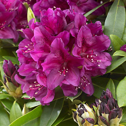  Rhododendron Polarnacht