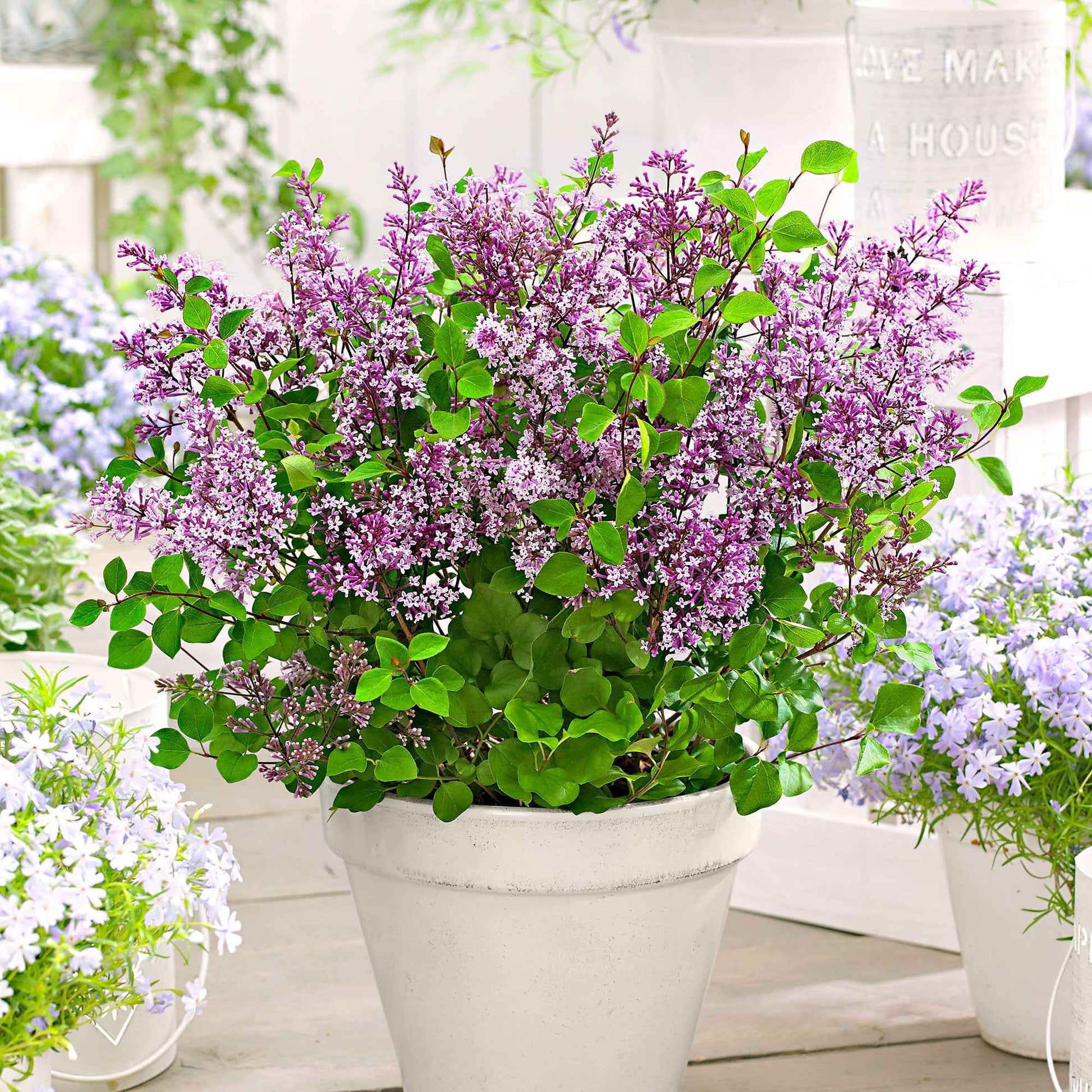  Lilas Nain Dark Purple