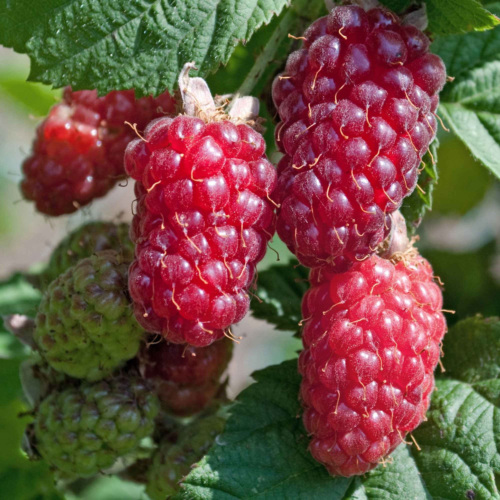  Mûre-framboise Tayberry