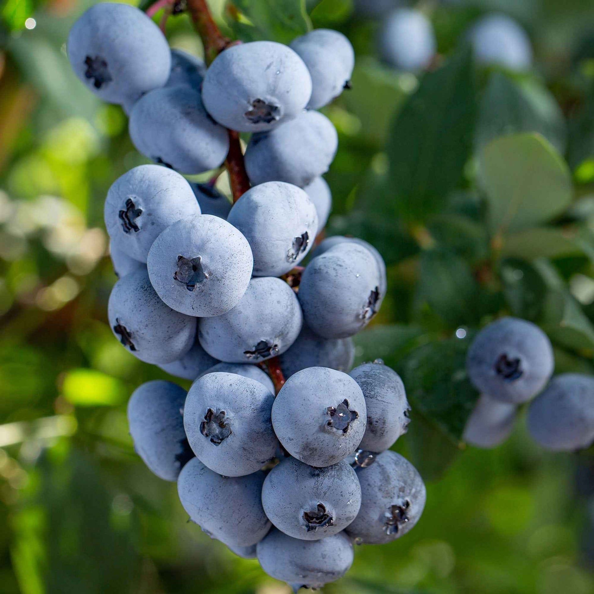  Myrtiller Brigitta Blue
