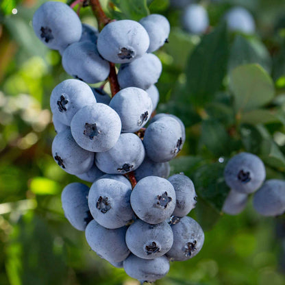  Myrtiller Brigitta Blue