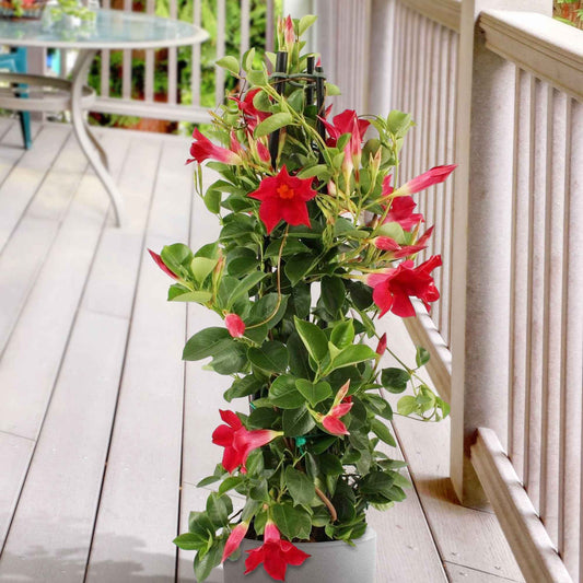  Jasmin Du Brésil - Dipladenia Pyramide Rouge