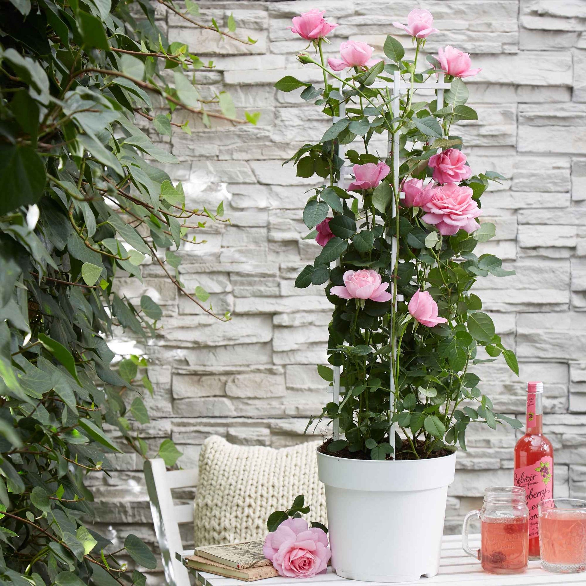  Rosier Grimpant Crazy In Love Rose