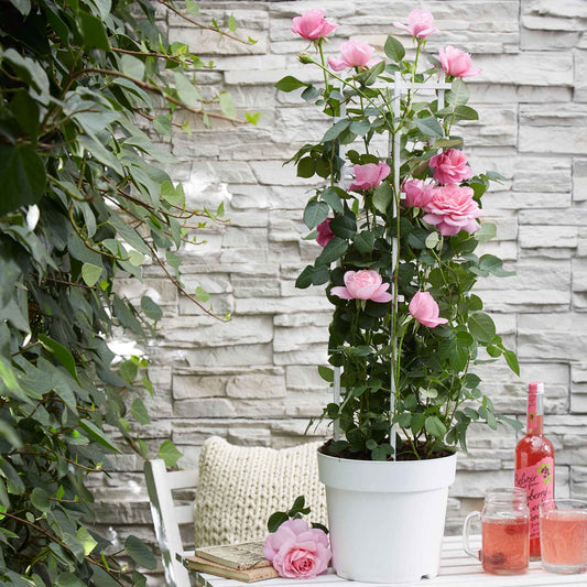  Rosier Grimpant Crazy In Love Rose