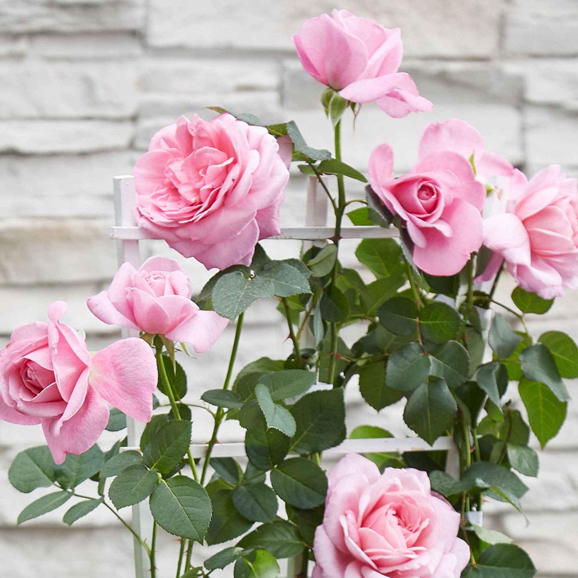  Rosier Grimpant Crazy In Love Rose