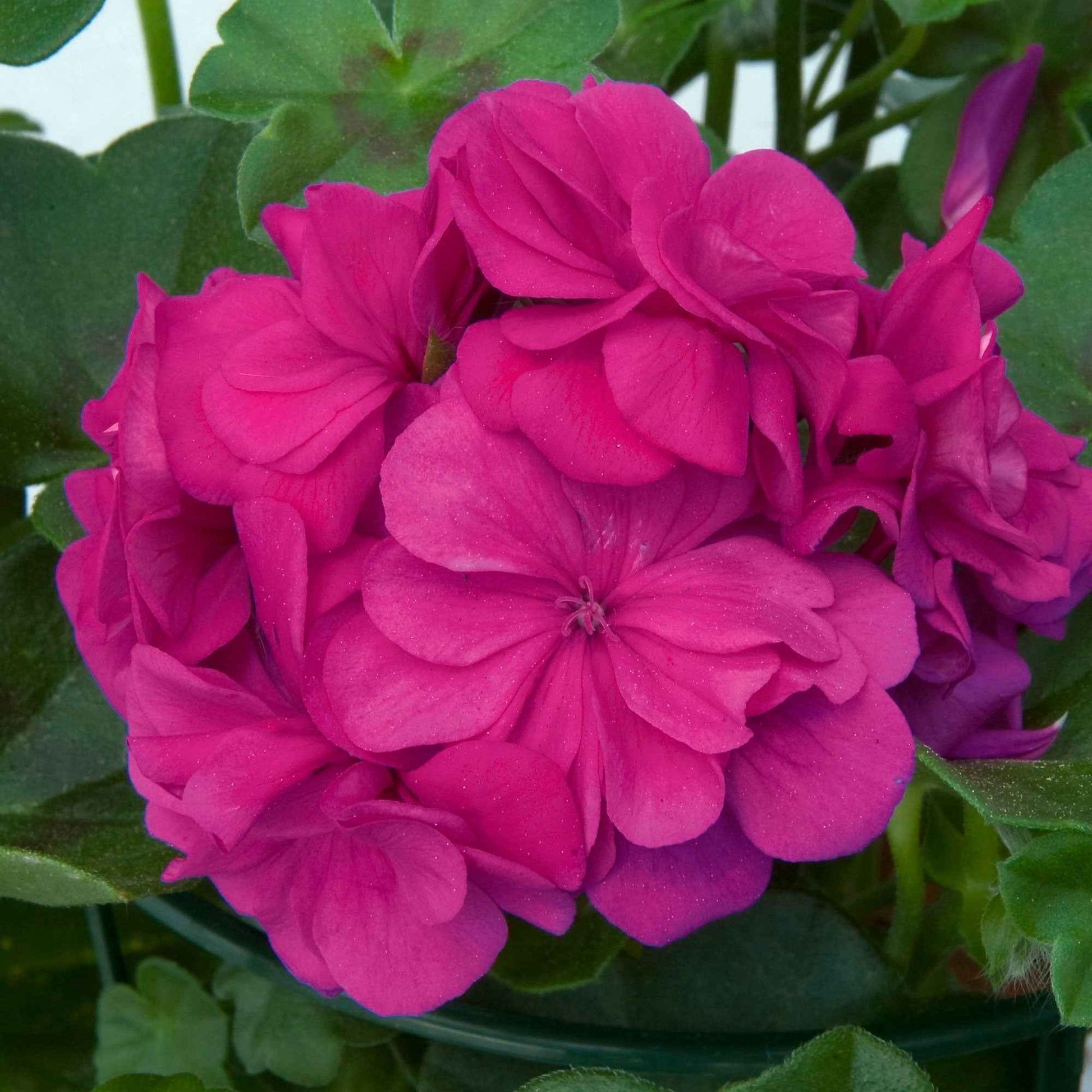  3 Géraniums Zonales Roses Abricot
