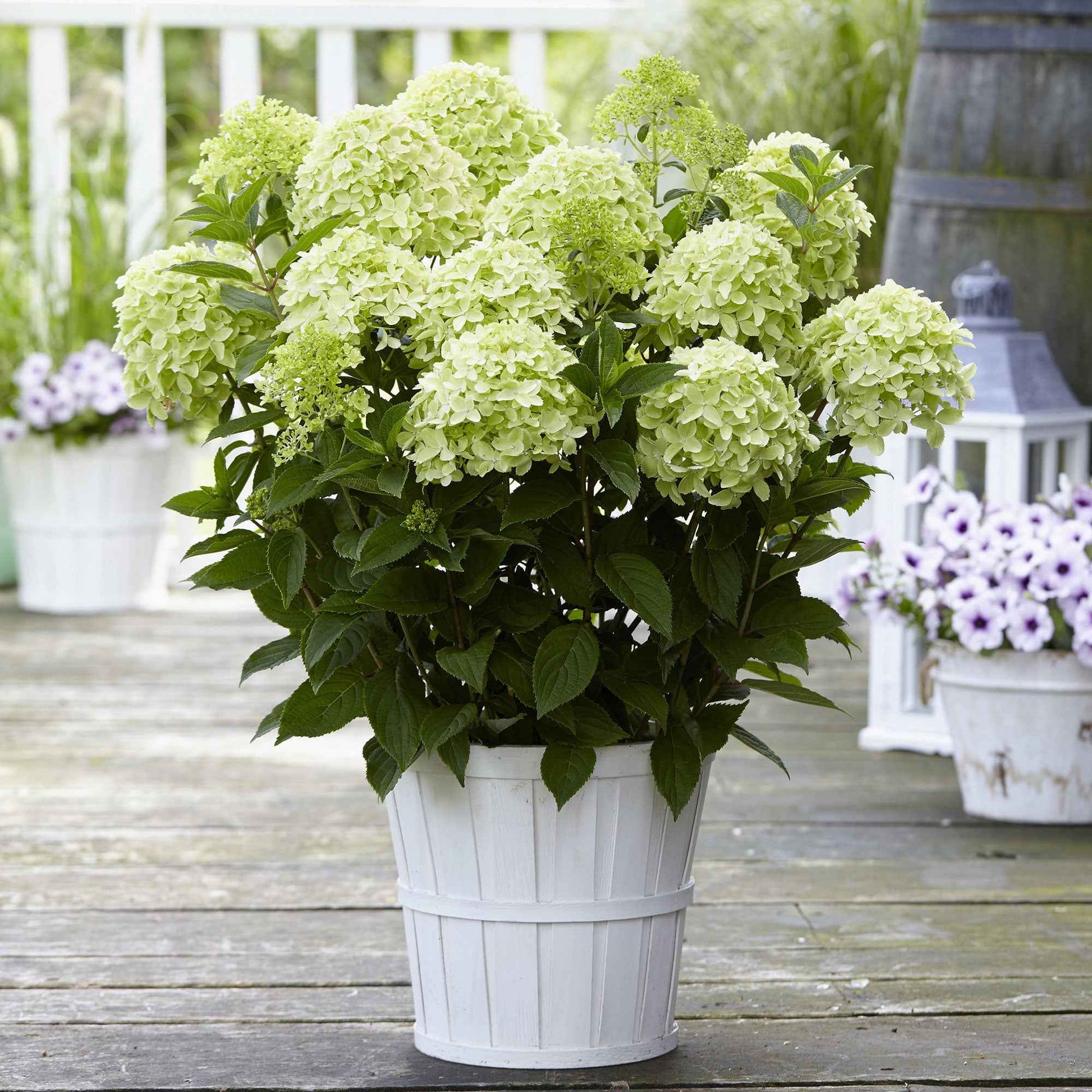  Hortensia Paniculé Whitelight