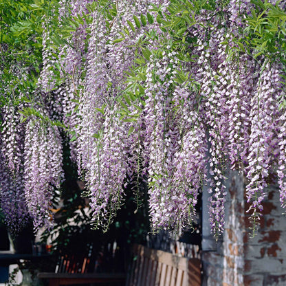  Glycine Du Japon Naga Noda