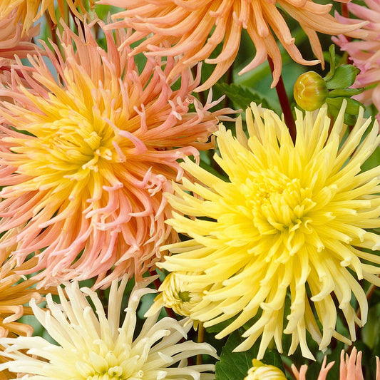  5 Dahlias Star En Mélange