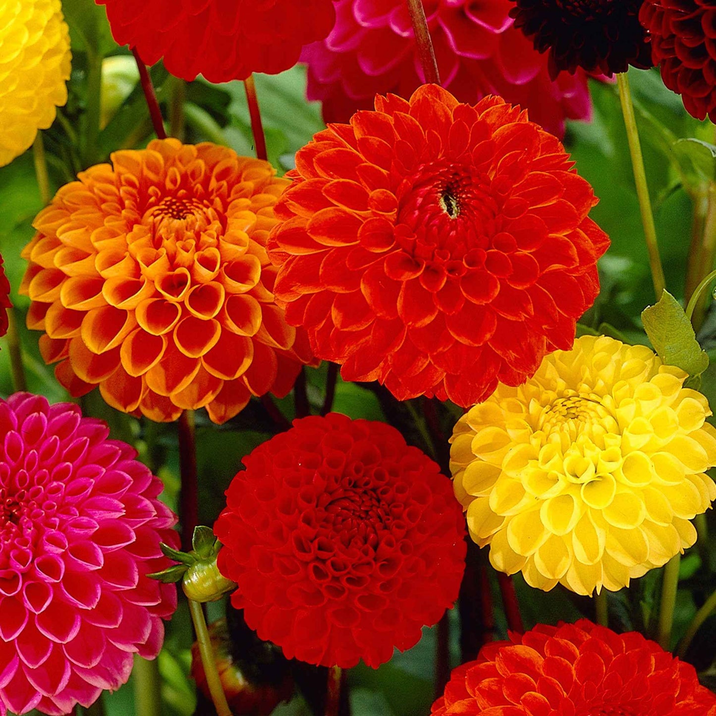  5 Dahlias Pompon En Mélange Ball Bio