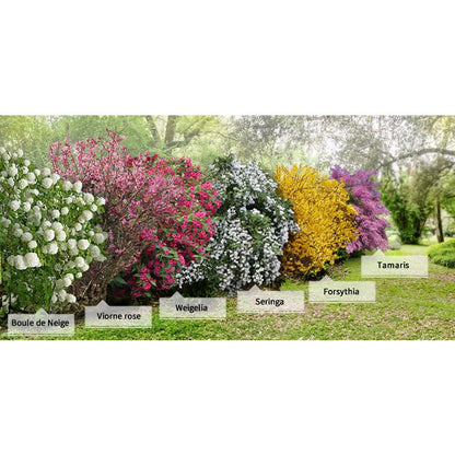  Collection Haie Des Quatre Saisons - 6 Arbustes