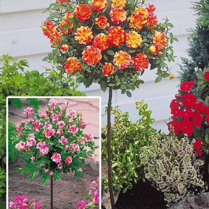  Collection De 2 Mini-rosiers Sur Tiges Armida Et Mousha