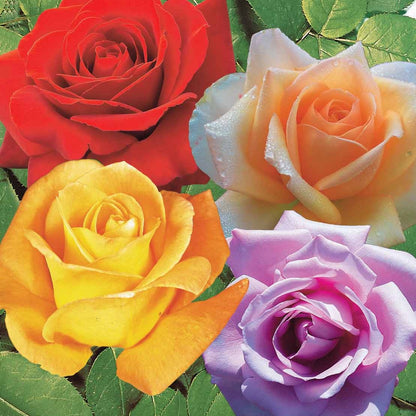  Collection De 4 Rosiers : Whisky, Malaga, Lune Bleue, Magie Parfum