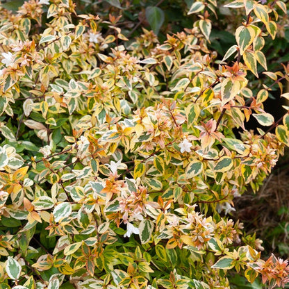  Abélia Grandiflora Kaleidoscope®