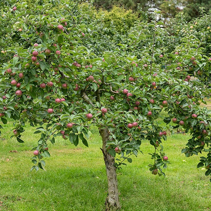  Pommier Melrose