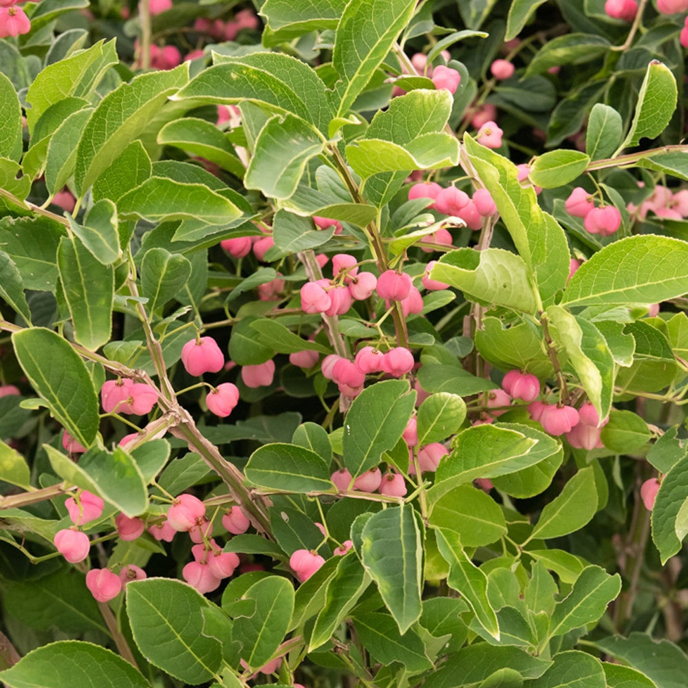  Fusain De Chine Euonymus Phellomanus