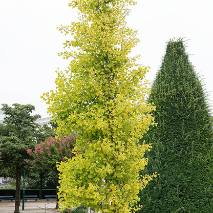  Ginkgo Biloba Blagon - Arbre Aux 40 écus