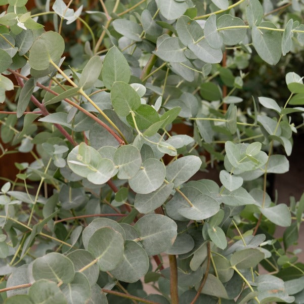  Eucalyptus Gunnii - Gommier Cidre