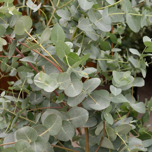  Eucalyptus Gunnii - Gommier Cidre