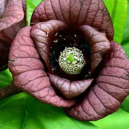  Asiminier Triloba