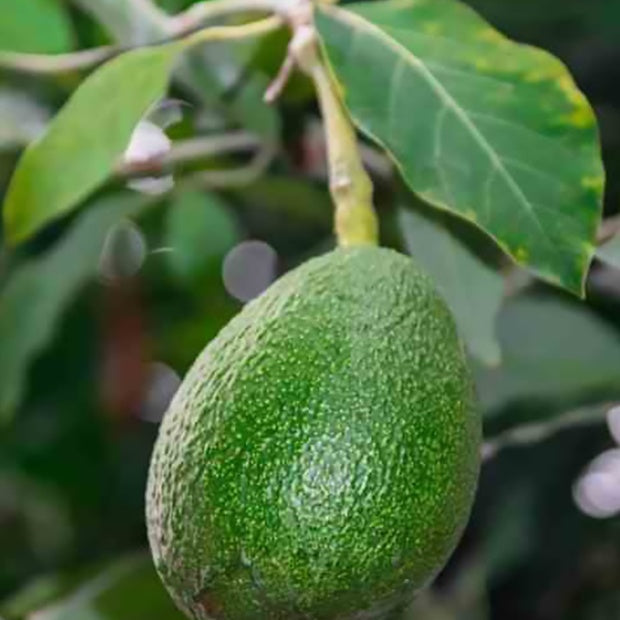  Avocatier Fuerte (de Greffe)