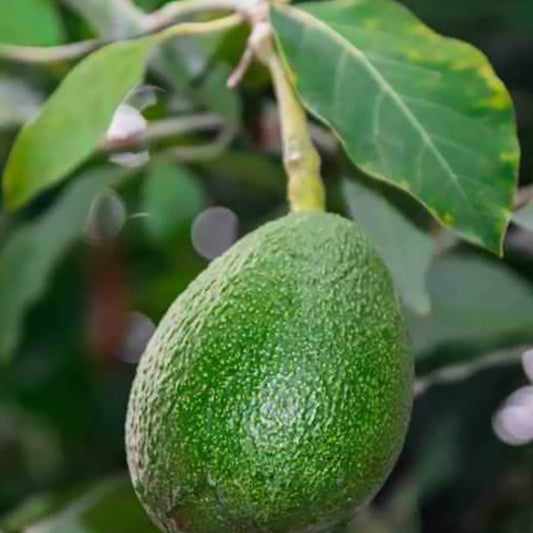 Avocatier Fuerte (de Greffe)