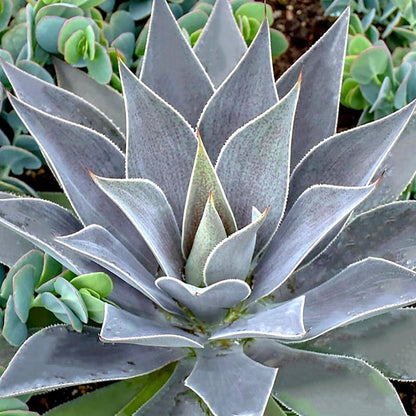  Mangave Lavender Lady 