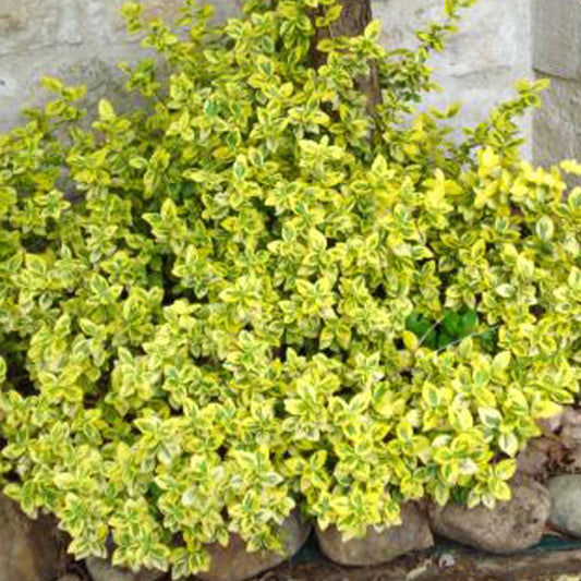  3 Fusains Emerald And Gold