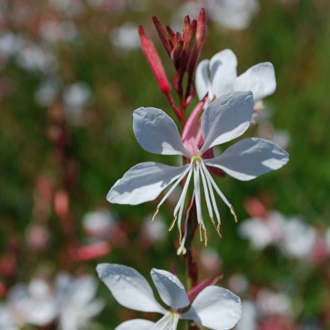  Gaura Blanche