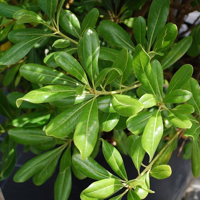  Pittosporum Tobira