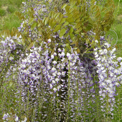  Glycine De Chine Caroline