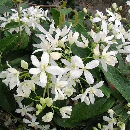  Clématite Armandii