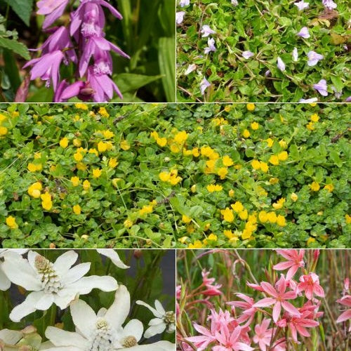  5 Plantes De Bassin à Fleurs En Mélange