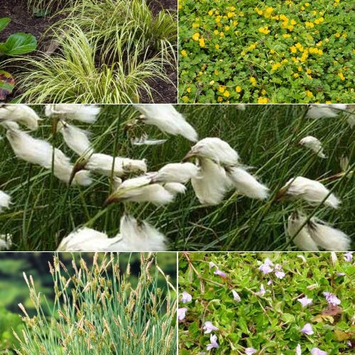  5 Plantes De Bassin Favorables Aux Insectes En Mélange