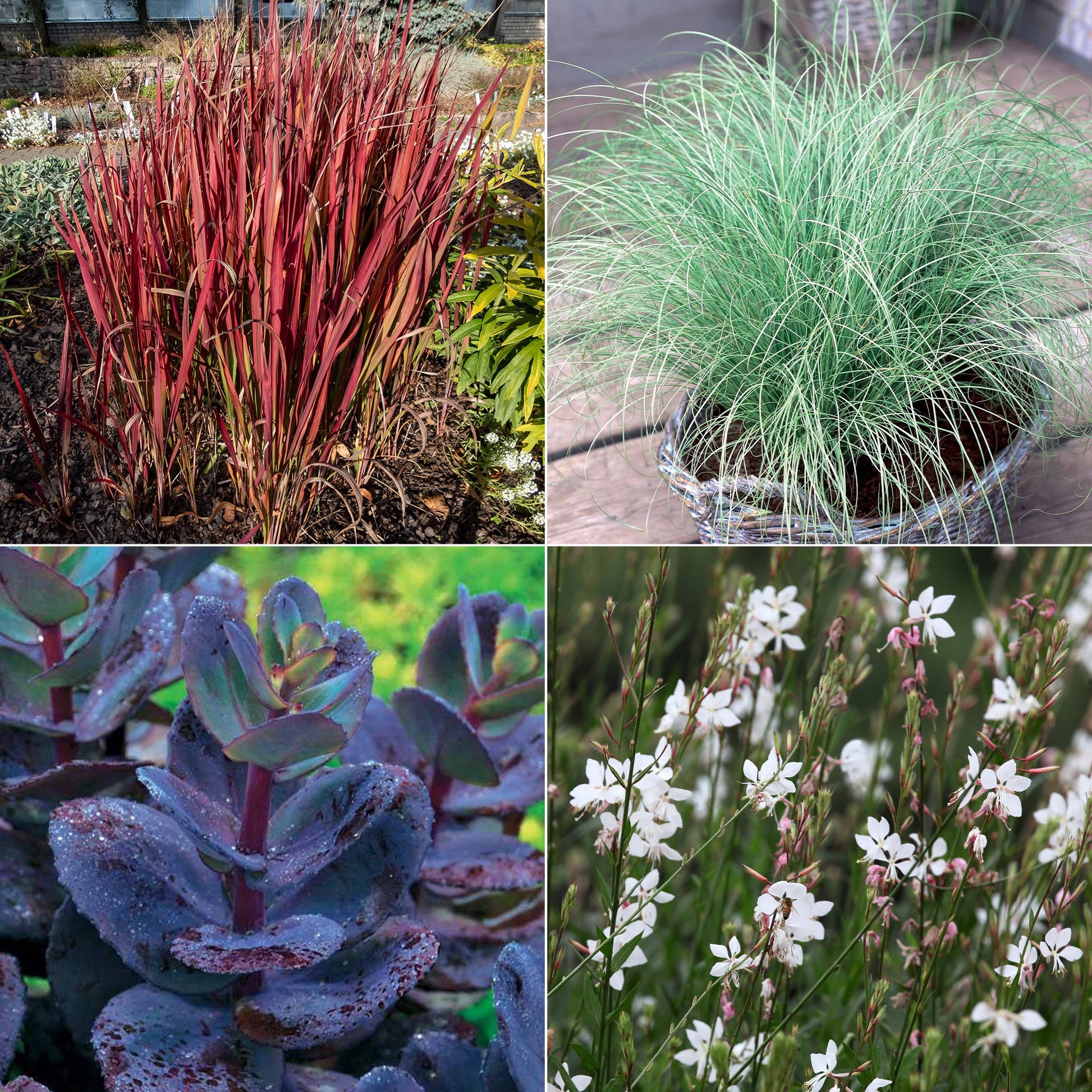  Collection De 7 Plantes Vivaces à Feuillages Originaux