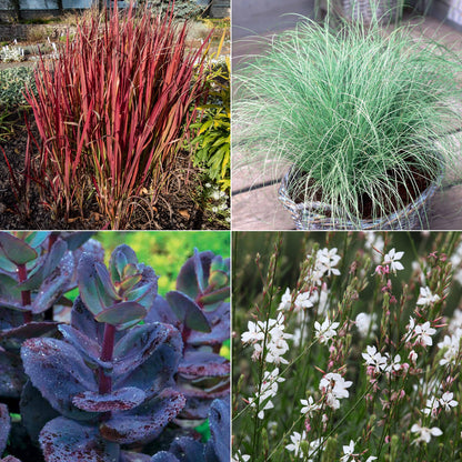  Collection De 7 Plantes Vivaces à Feuillages Originaux