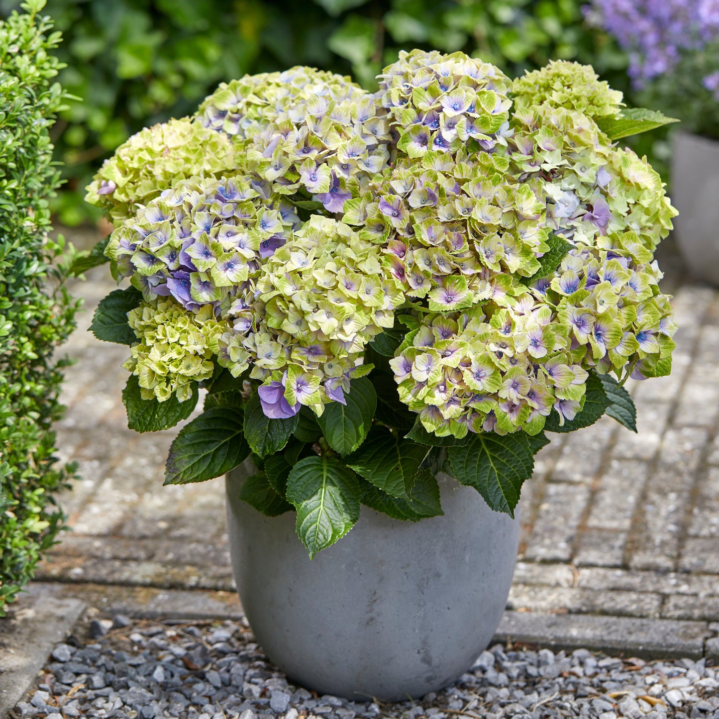  Hortensia Jewel