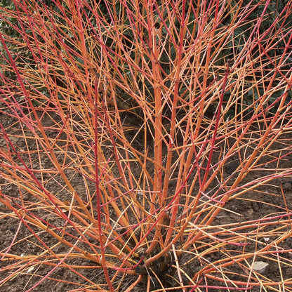  Cornouiller Fluo Winter Flame