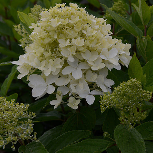  Hortensia Paniculé Magical® Sweet Summer