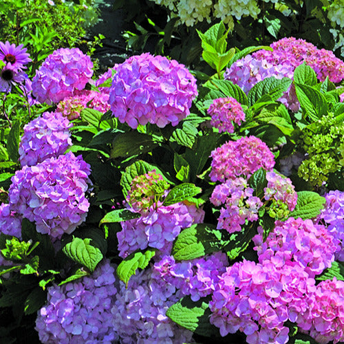  Hortensia So Long® Rosy