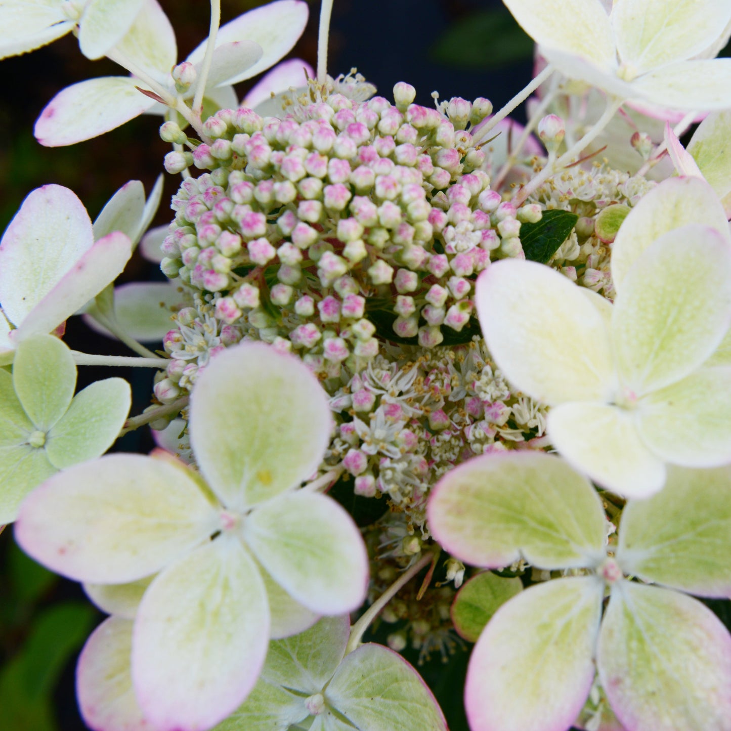  Hortensia Paniculé PASTELGREEN® Renxolor