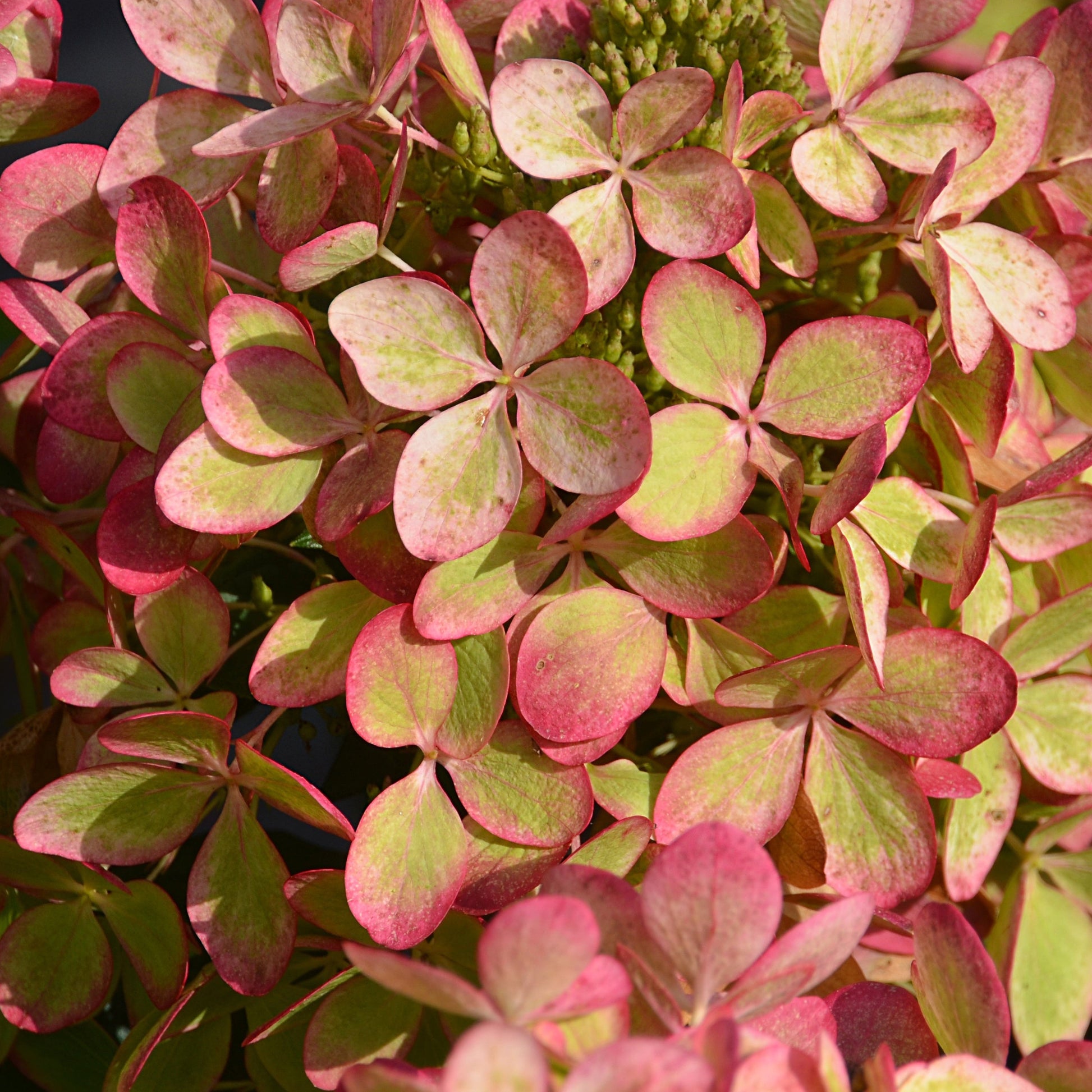  Hortensia Paniculé PASTELGREEN® Renxolor
