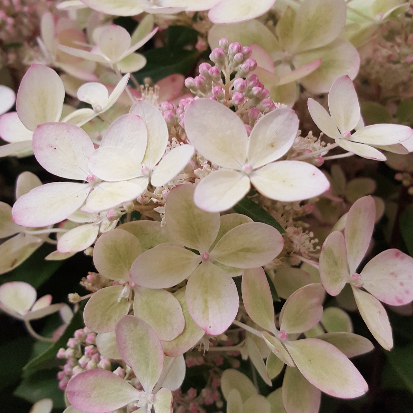  Hortensia Paniculé PASTELGREEN® Renxolor