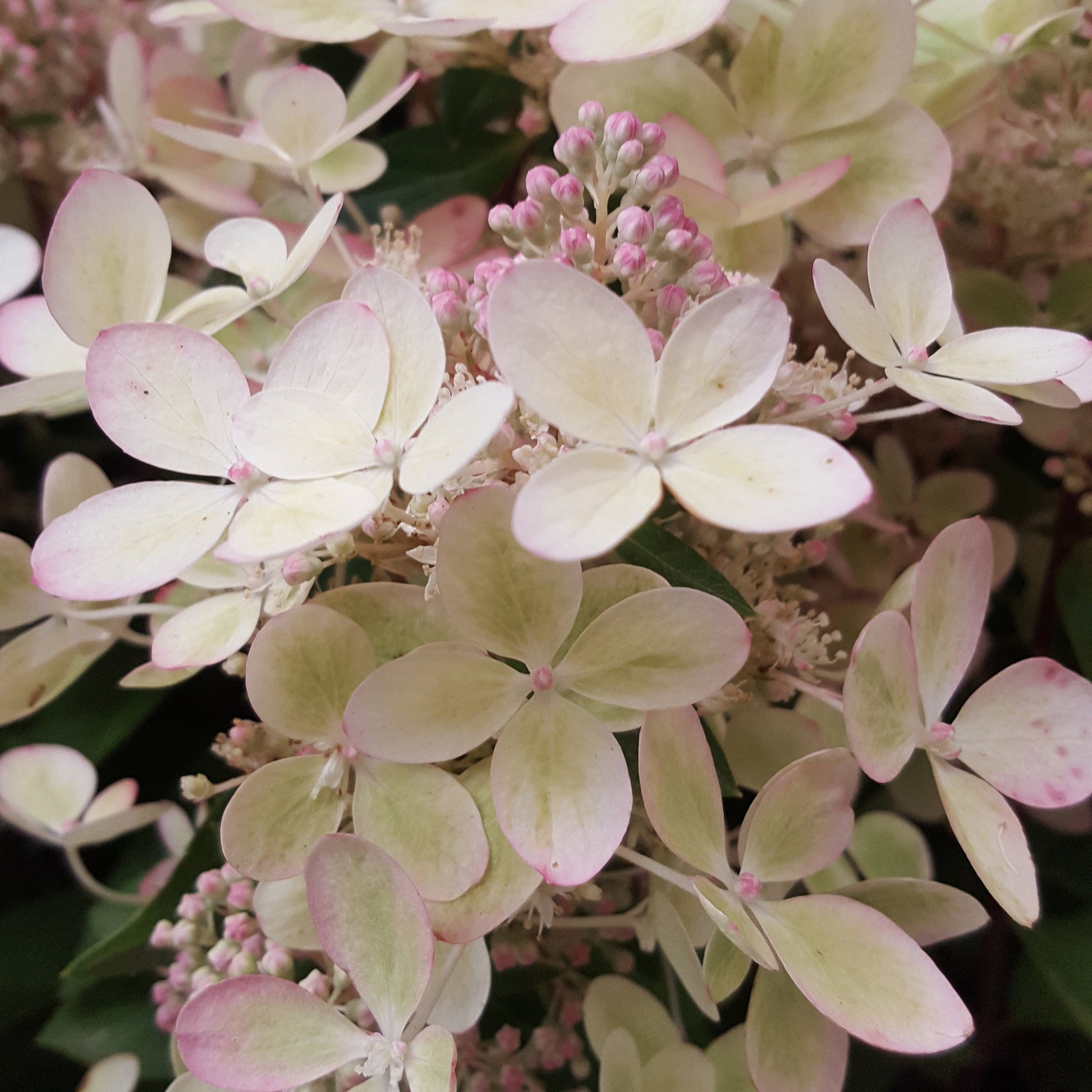  Hortensia Paniculé PASTELGREEN® Renxolor