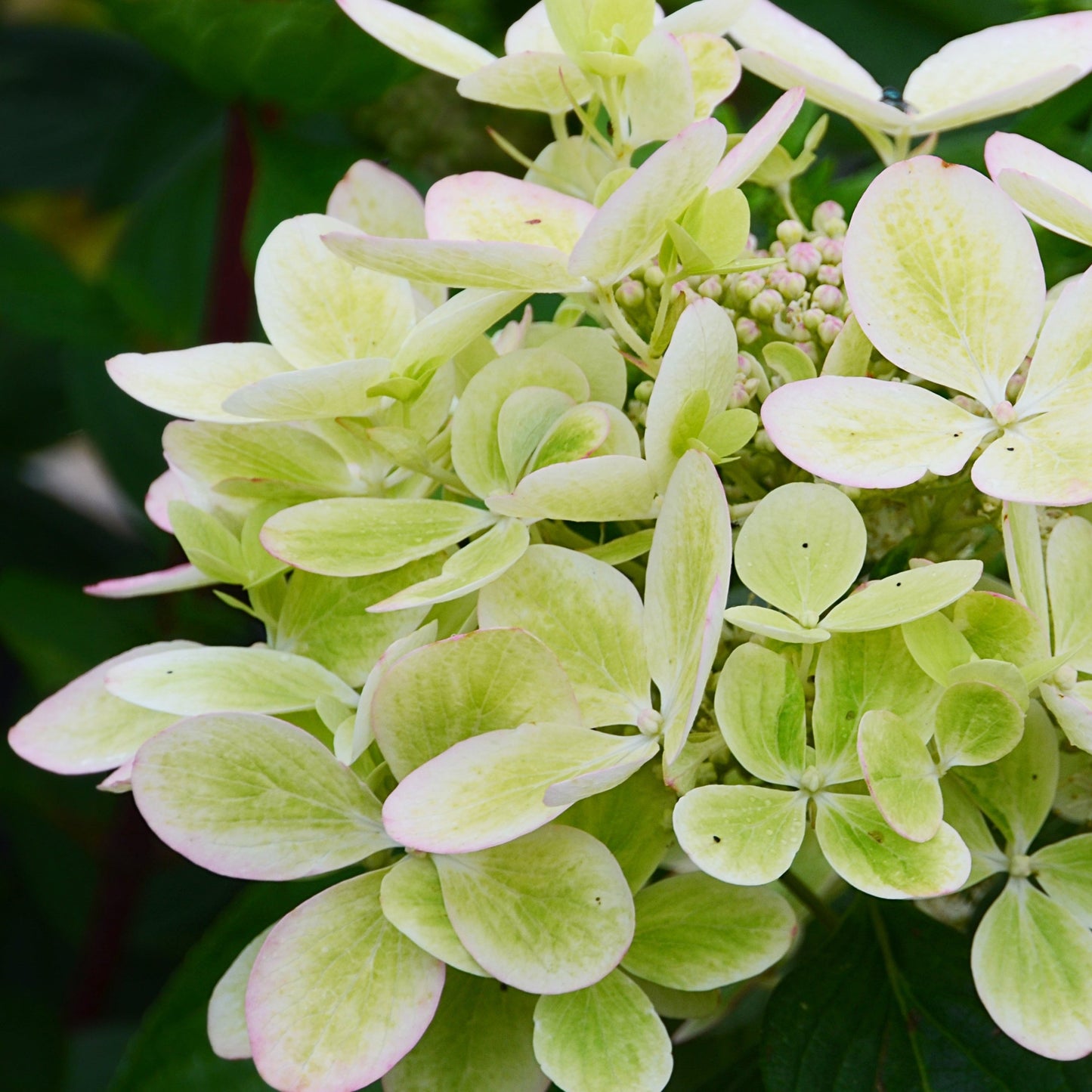  Hortensia Paniculé PASTELGREEN® Renxolor
